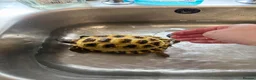 Tortoise reptiles for sale: Horsefield tortoise  - Advert 3