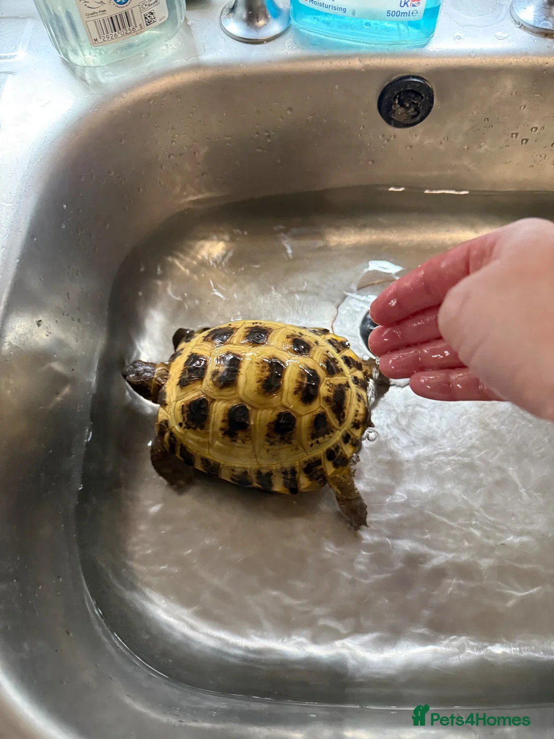 Tortoise reptiles for sale: Horsefield tortoise  - Advert 3
