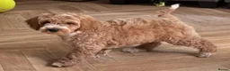 Australian Labradoodle dogs for sale: Multi-Gen Australian Labradoodle Puppies - Advert 10