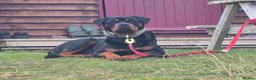 Rottweiler dogs for stud: Rottweiler For Stud in Strathpeffer - Advert 4