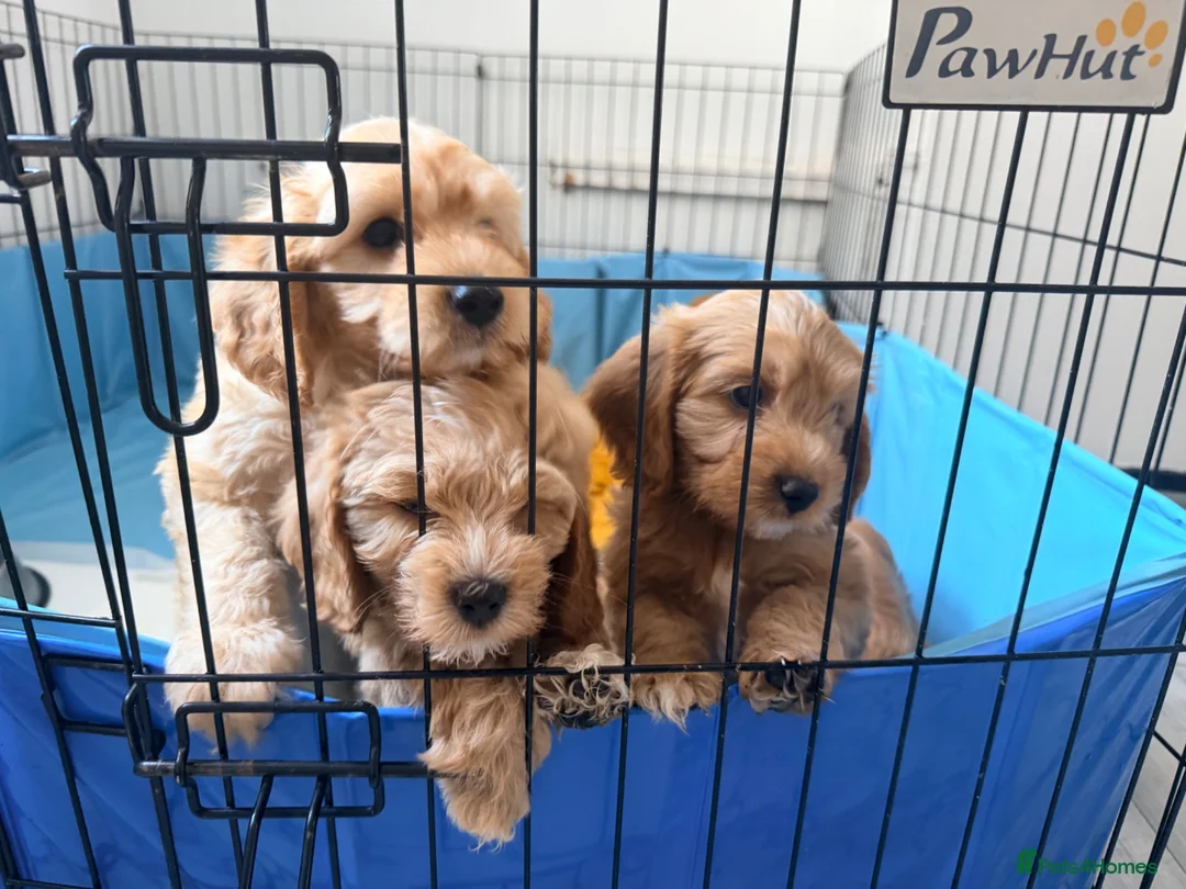 Cavapoo dogs for sale: Cavapoos puppies for sale  - Advert 34