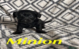 Mixed Breed dogs for sale: Doxiepoo Puppies For Sale  - Image 5