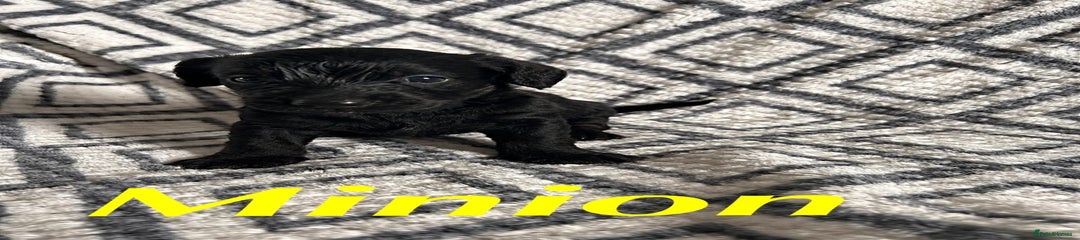 Mixed Breed Puppy 4