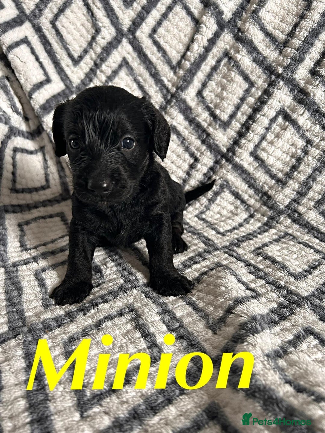 Mixed Breed dogs for sale: Doxiepoo Puppies For Sale  - Image 5