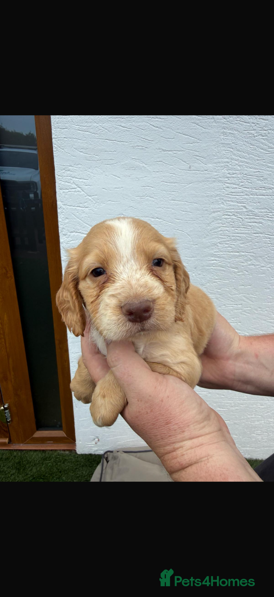 Cocker Spaniel dogs for sale: Cocker spaniel puppies  - Advert 3