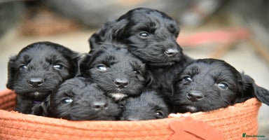 Cockapoo dogs - Advert 1