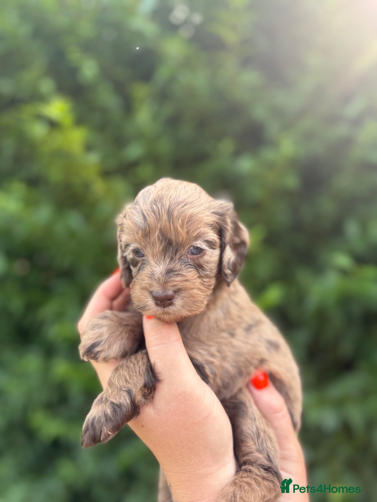 Cockapoo dogs Beautiful F1 cockapoos  - Advert 5