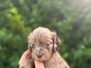 Cockapoo dogs Beautiful F1 cockapoos - Advert 4