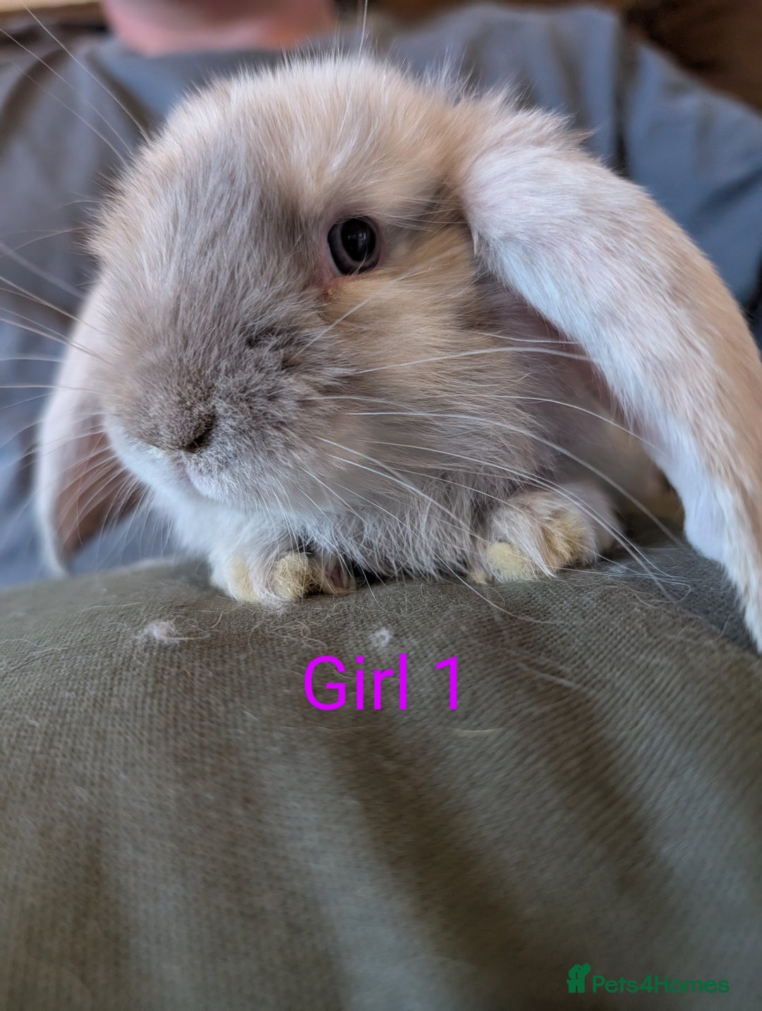 French Lop rabbits for sale: Magpie / Harli french lops  - Image 1