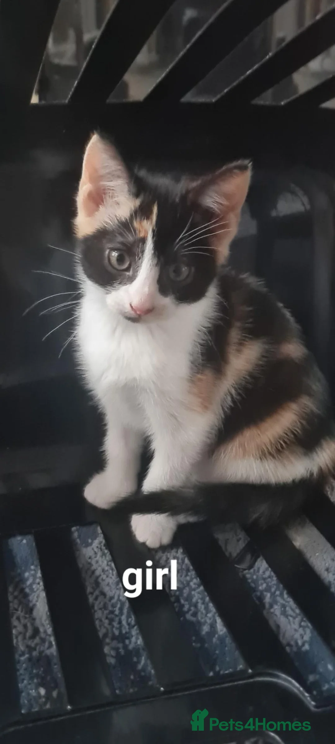 Mixed Breed cats for sale: Lovely little kittens🩵 in Hull - Advert 10