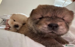 Chow Chow dogs for sale: Stunning fawn chow chow puppy almost ready to leav - Image 10