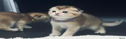 Scottish Fold cats for sale: Fully-vaccinated and TICA-registered Kittens  - Advert 15