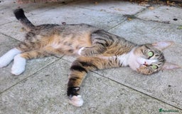 Mixed Breed cats for adoption: ALPHA - Image 7