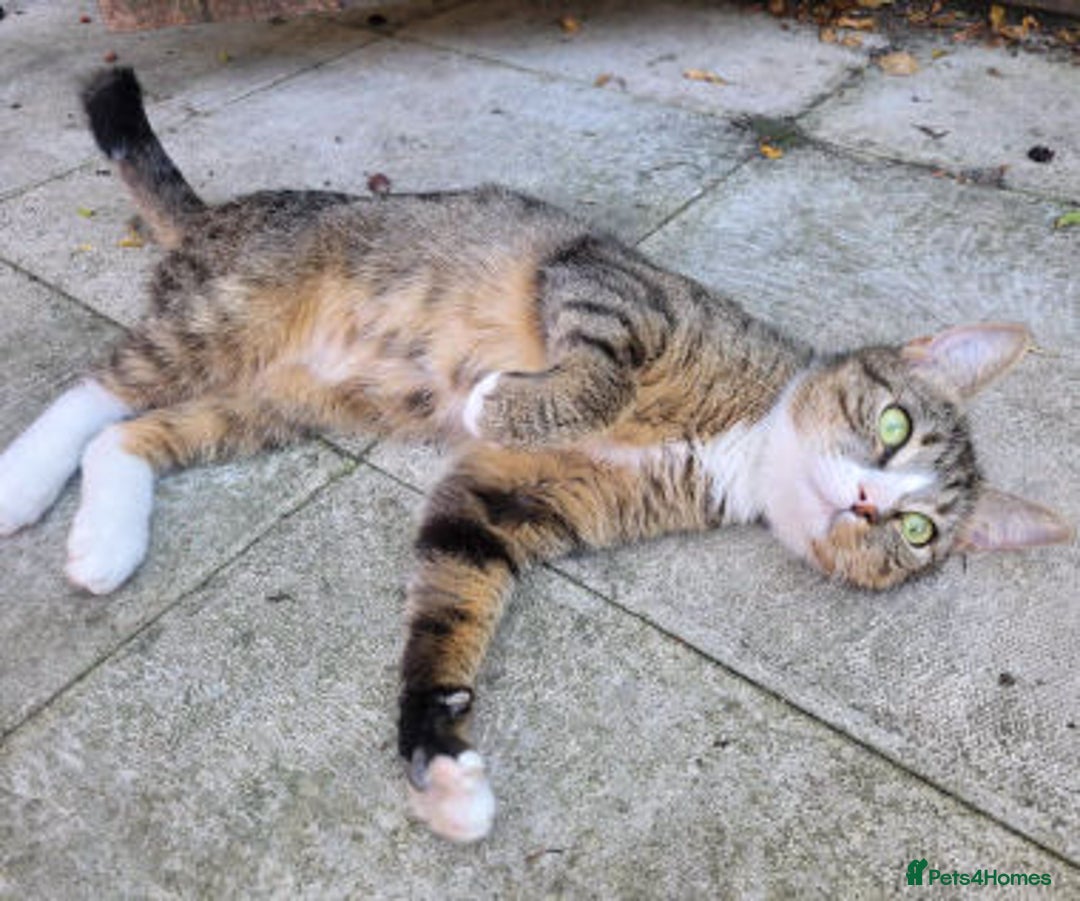 Mixed Breed cats for adoption: ALPHA - Image 7