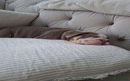 English Bulldog dogs for sale: 4 Month old, British Bulldog - Image 2