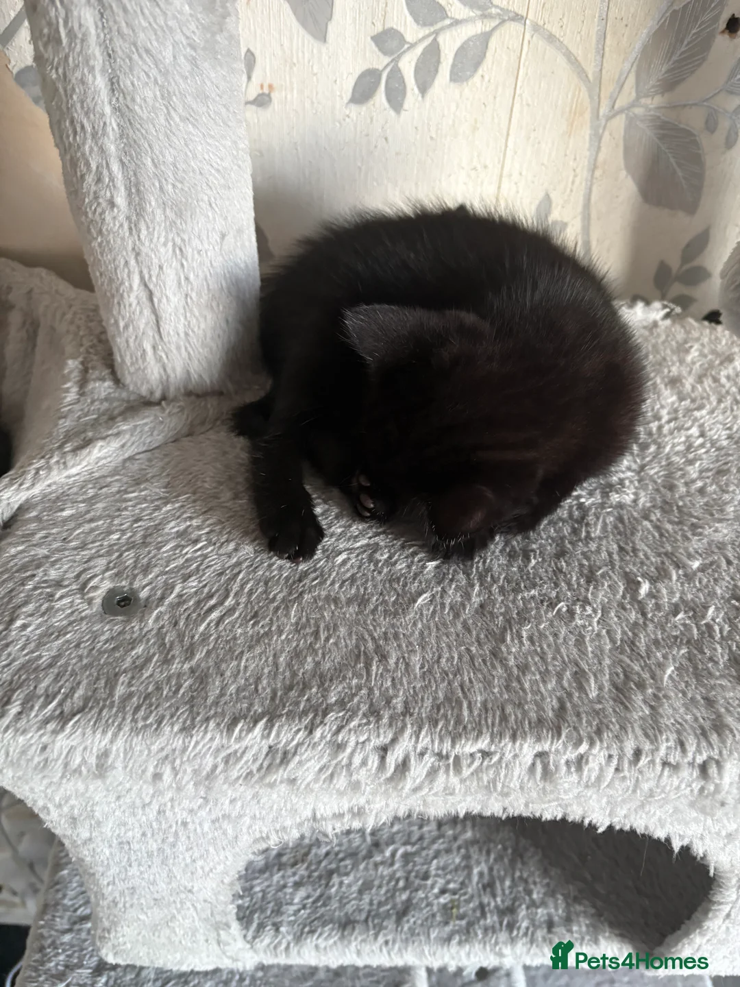 British Shorthair cats for sale: Pair of kittens - Advert 2