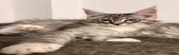 Maine Coon cats for sale: Sweet teddy bears. 🧸 🐈‍⬛ - Advert 15