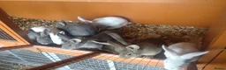 Mixed Breed rabbits for sale: Continental giant cross rex babies READY TO GO NOW - Advert 6
