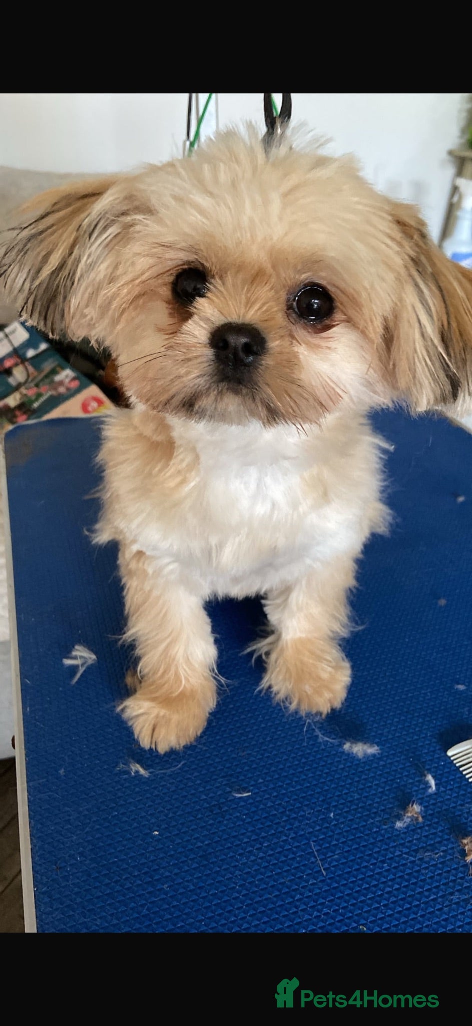 Mixed Breed dogs f1 Pomeranian x Shihtzu health checked  - Advert 1