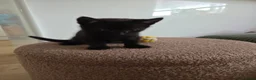 Mixed Breed cats for sale: Beautiful kittens for sale in Tenterden - Advert 4