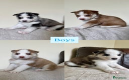 Siberian Husky dogs for sale: 🔥Last 2 epic puppies available don’t miss out - Image 7