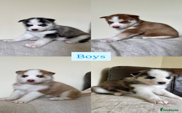 Siberian Husky dogs - Advert 2