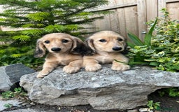 Miniature Dachshund dogs for sale: Longhaired miniature dachshund  - Image 9