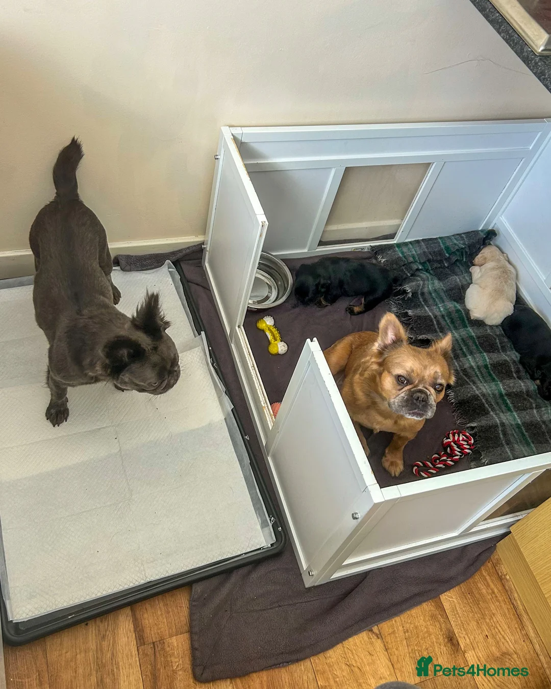 French Bulldog dogs for sale: Gorgeous Visual Fluffy French Bulldog Puppies - Advert 12