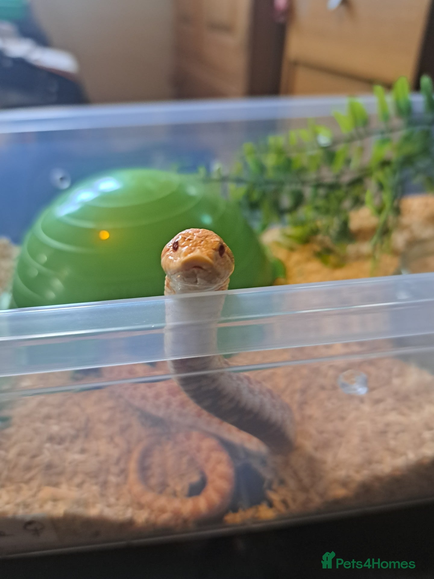 Snake reptiles Yearling western hognose albinos females - Advert 20