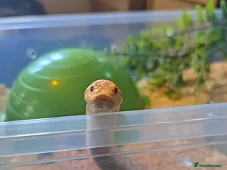 Snake reptiles Yearling western hognose albinos females - Advert 20