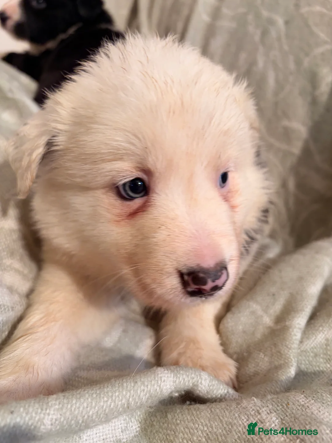 Border Collie dogs for sale: HEALTH TESTED CLEAR PARENTS BORDER COLLIE PUPS - Advert 35