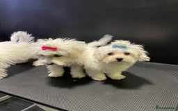 Maltese dogs for sale: Maltese puppies  - Image 7