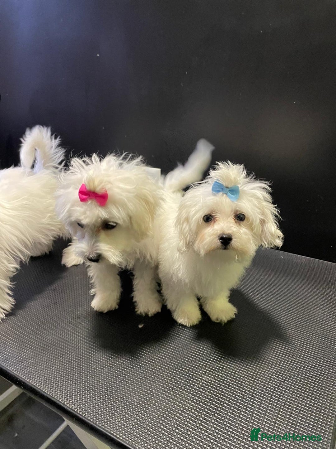 Maltese dogs for sale: Maltese puppies  - Image 7