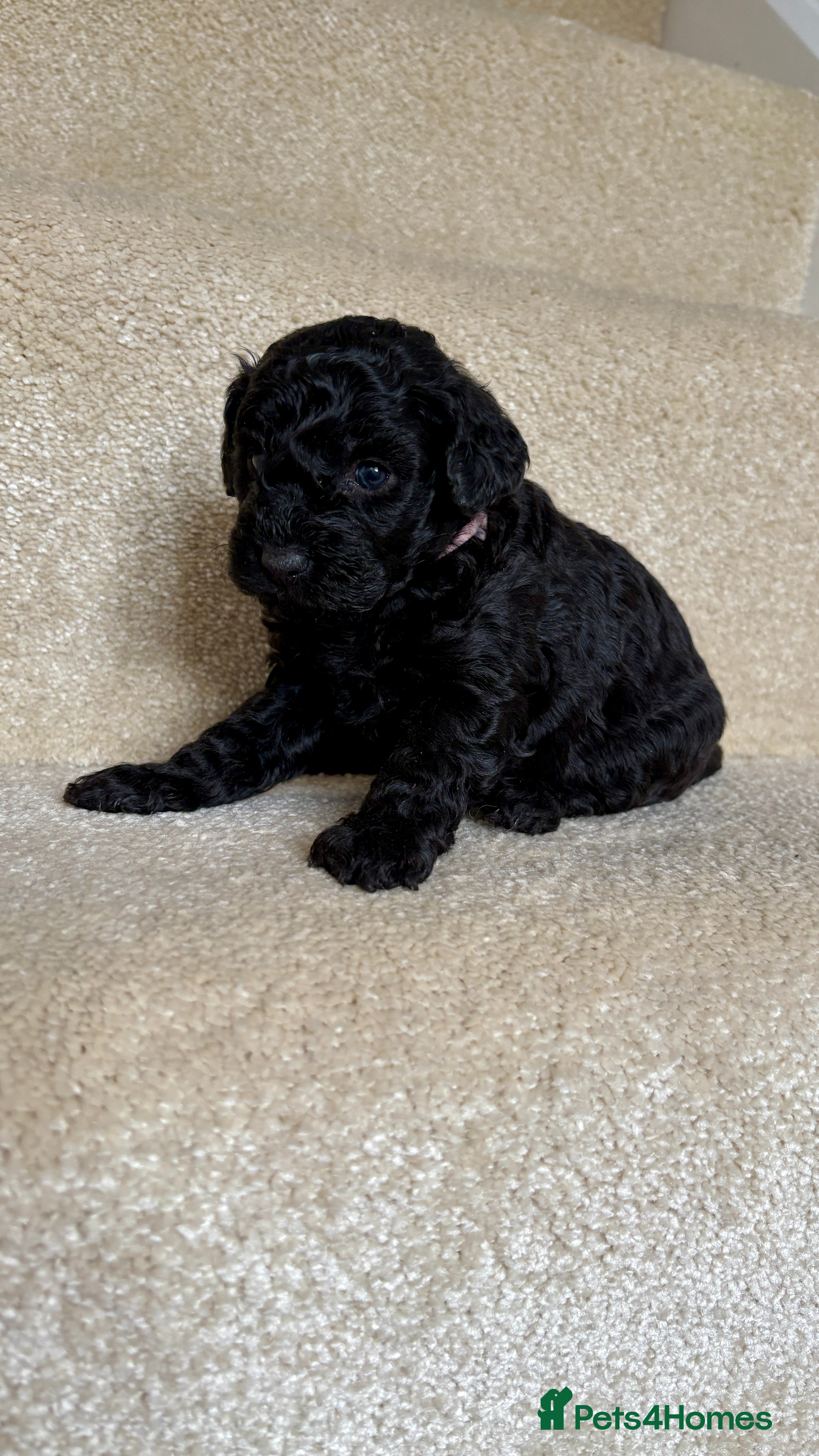 Lhasapoo dogs *****Only 1 girl and 1 little boy left ***** - Advert 1