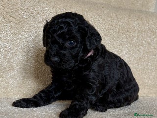 Lhasapoo dogs *****Only 1 girl and 1 little boy left ***** - Advert 10