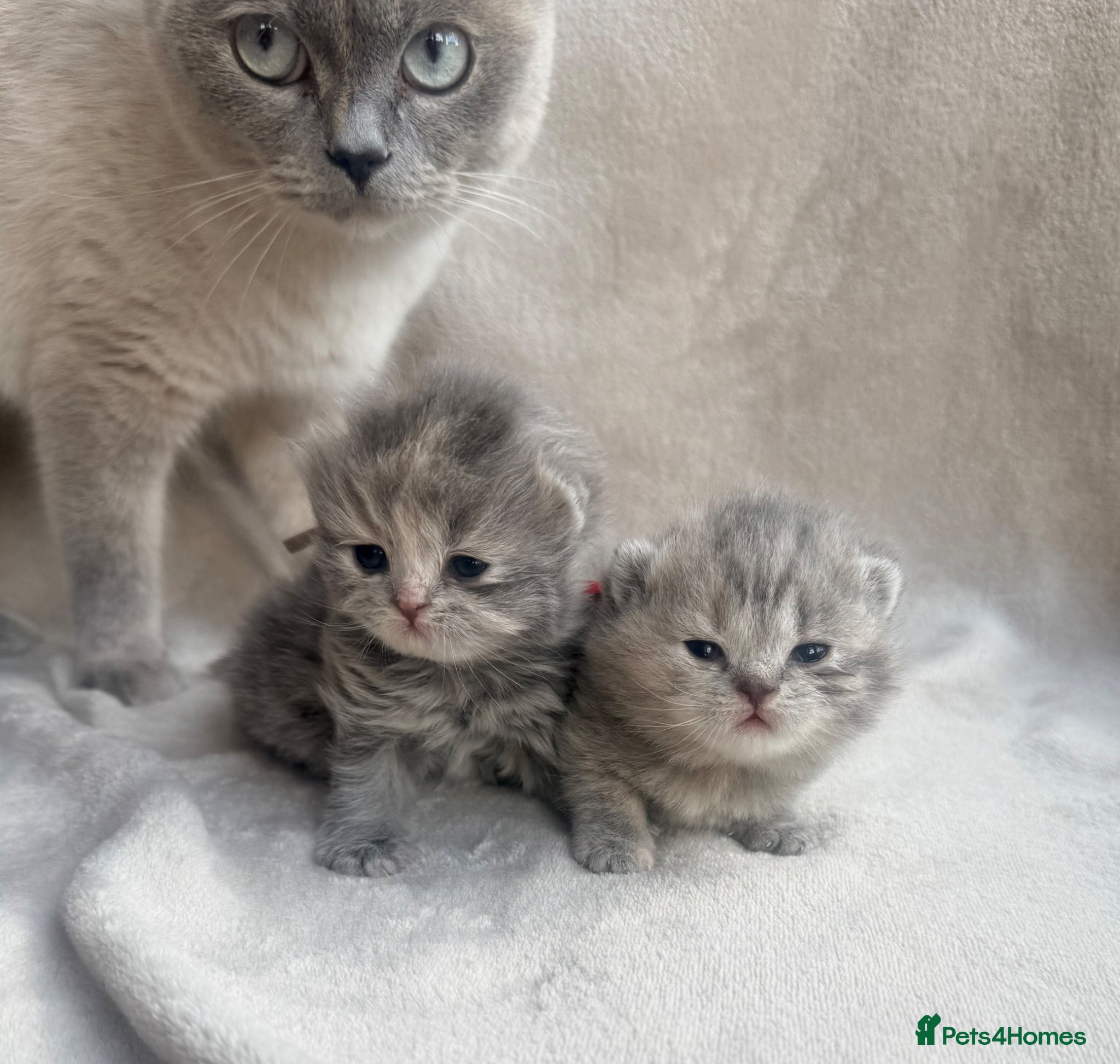 British Shorthair cats 5* TICA reg kittens health tested parents  - Advert 10