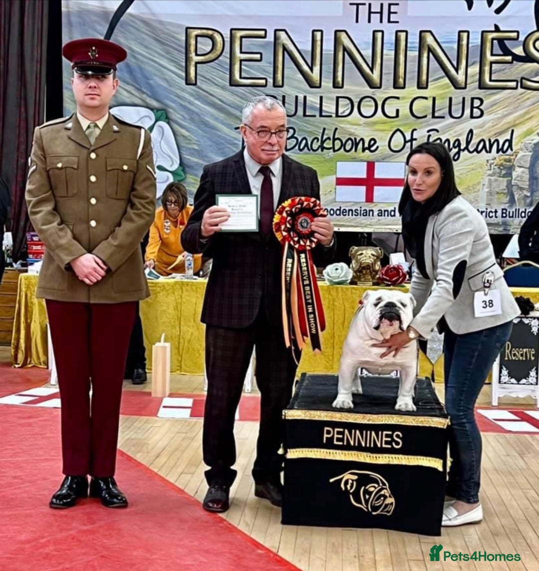 English Bulldog dogs for sale: Champion sired female bulldog for sale  - Image 15