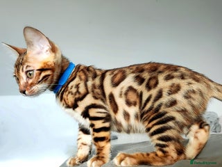 Bengal cats in Durham - Advert 18