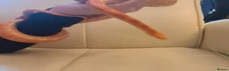 Corn Snake reptiles for sale: Corn snake with vivvarium in Ivybridge - Advert 31