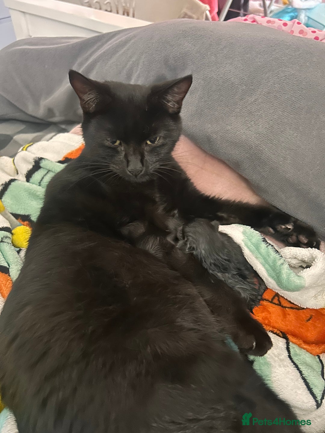 Mixed Breed cats for sale: Female kitten - Image 6