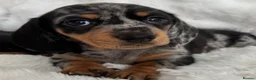 Miniature Dachshund dogs for sale: Miniature Dacshund’s  - Advert 15