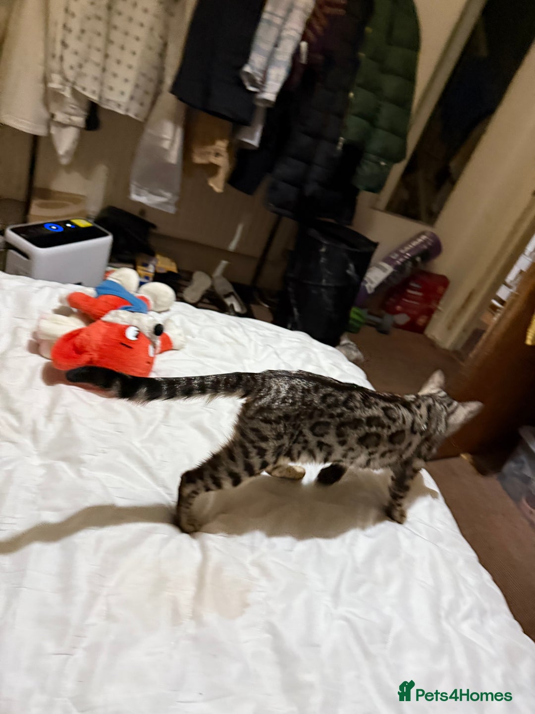 Bengal cats for sale: bengal cat looking for loving home - Advert 6