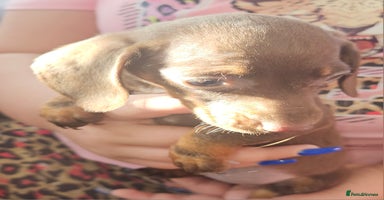 Miniature Dachshund dogs - Advert 5