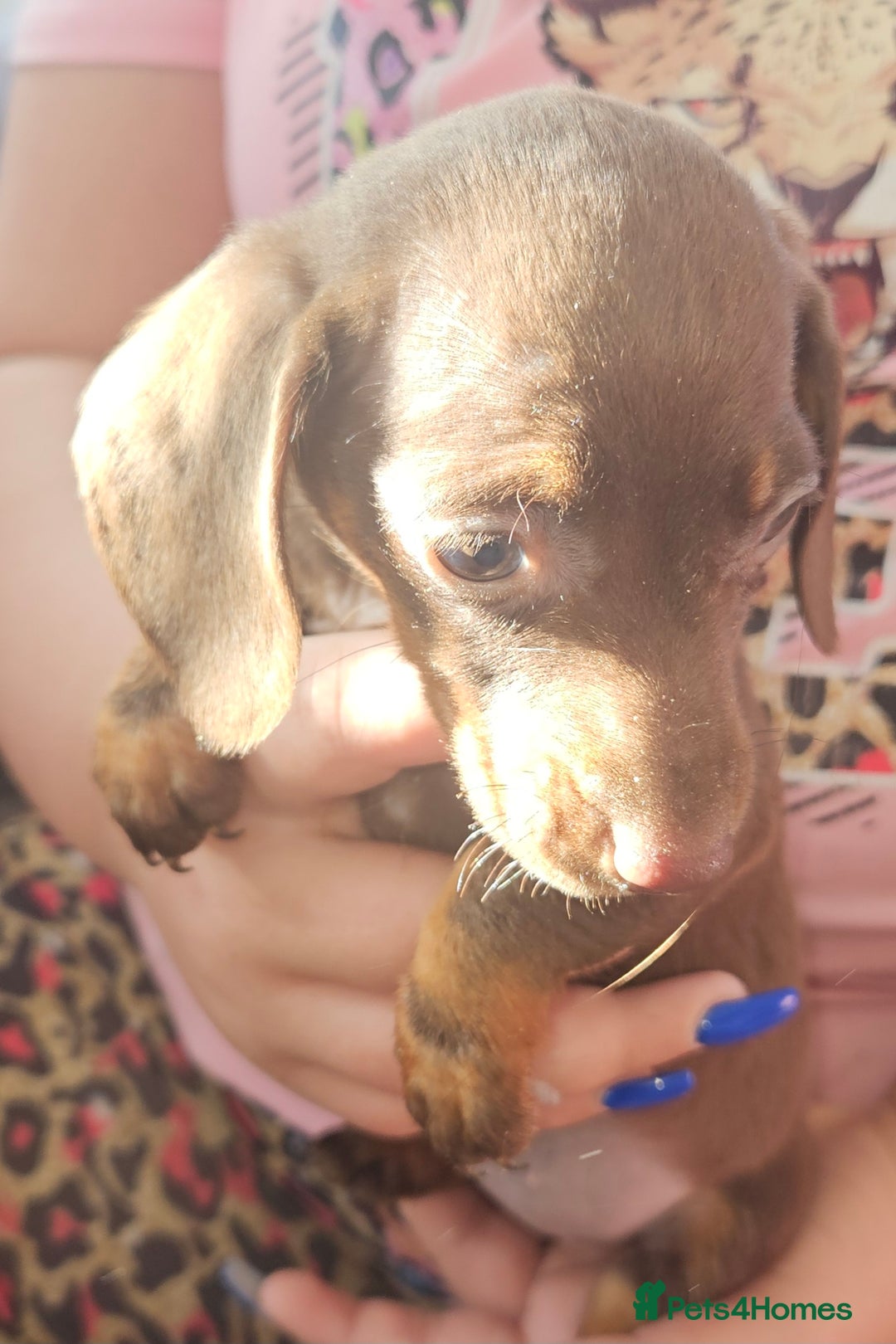 Miniature Dachshund dogs for sale: Miniature dachshund puppies  - Image 2