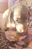 Miniature Dachshund dogs - Advert 11