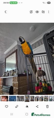 Macaws birds - Advert 18