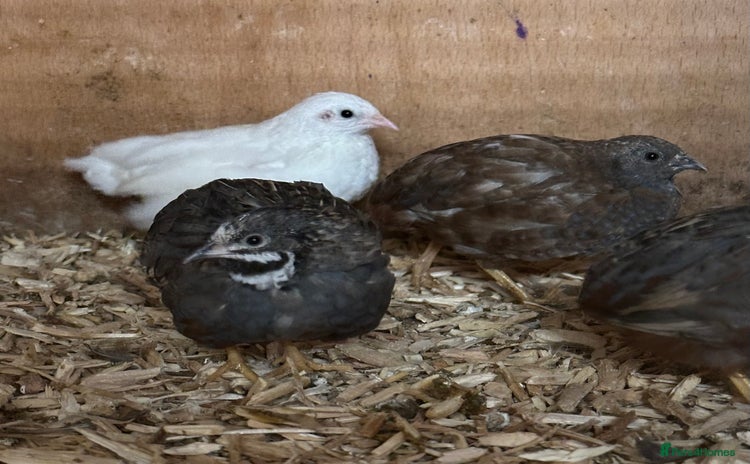 Quail poultry - Advert 14
