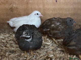 Quail poultry - Advert 33