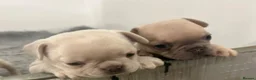 French Bulldog dogs for sale: Frenchie puppies  - Advert 6