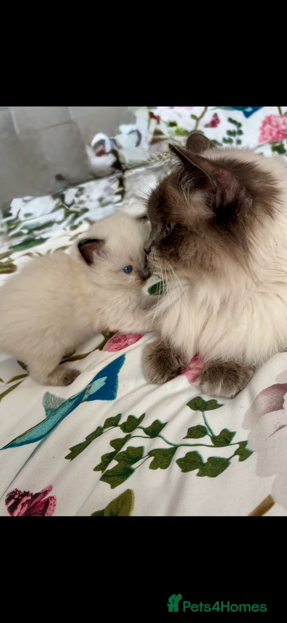 Ragdoll cats ♥️💙 ADORABLE GCCF KItTENS 💙❤️ - Advert 3